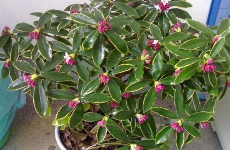 冬天开的花有哪些「冬天开的花有哪些 常见」_6